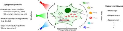 Platforms for Optogenetic Stimulation and Feedback Control